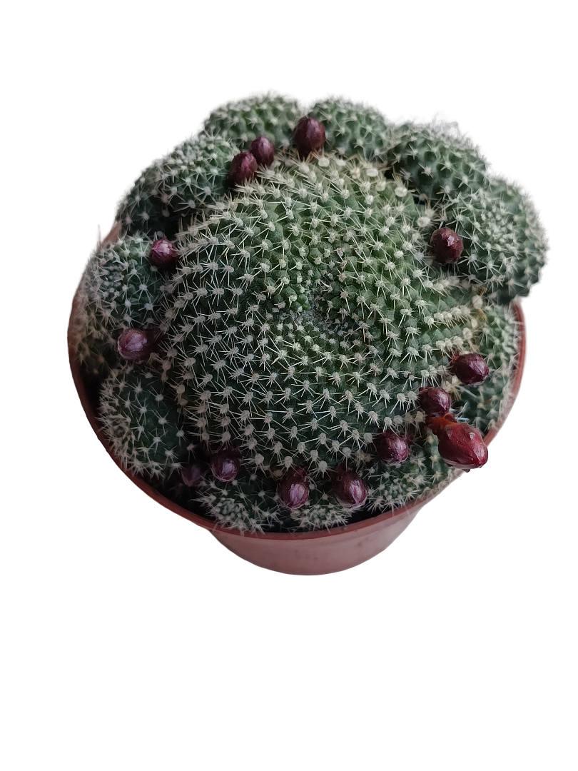 Rebutia Krainziana Planta Cactus Ø8 Flor Roja_0