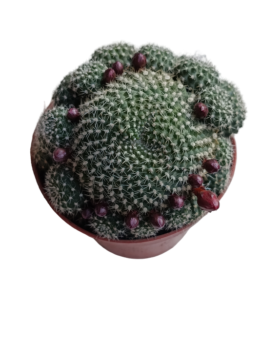 Rebutia Krainziana Planta Cactus Ø8 Flor Roja_0