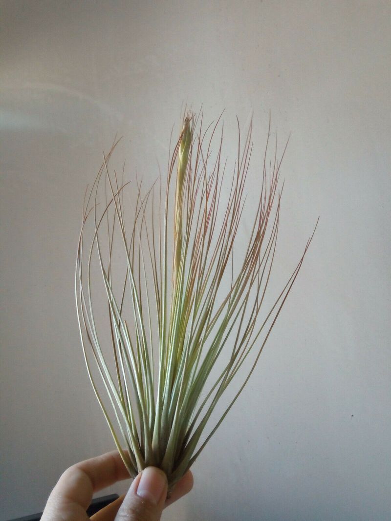 Tillandsia Juncifolia Clavel Del Aire Tillandsias