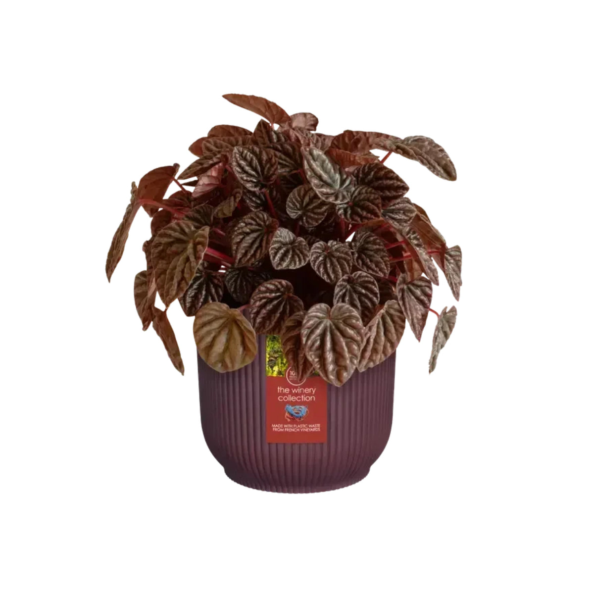 Macetero reciclado Winery rojo burdeos Elho 22 cm