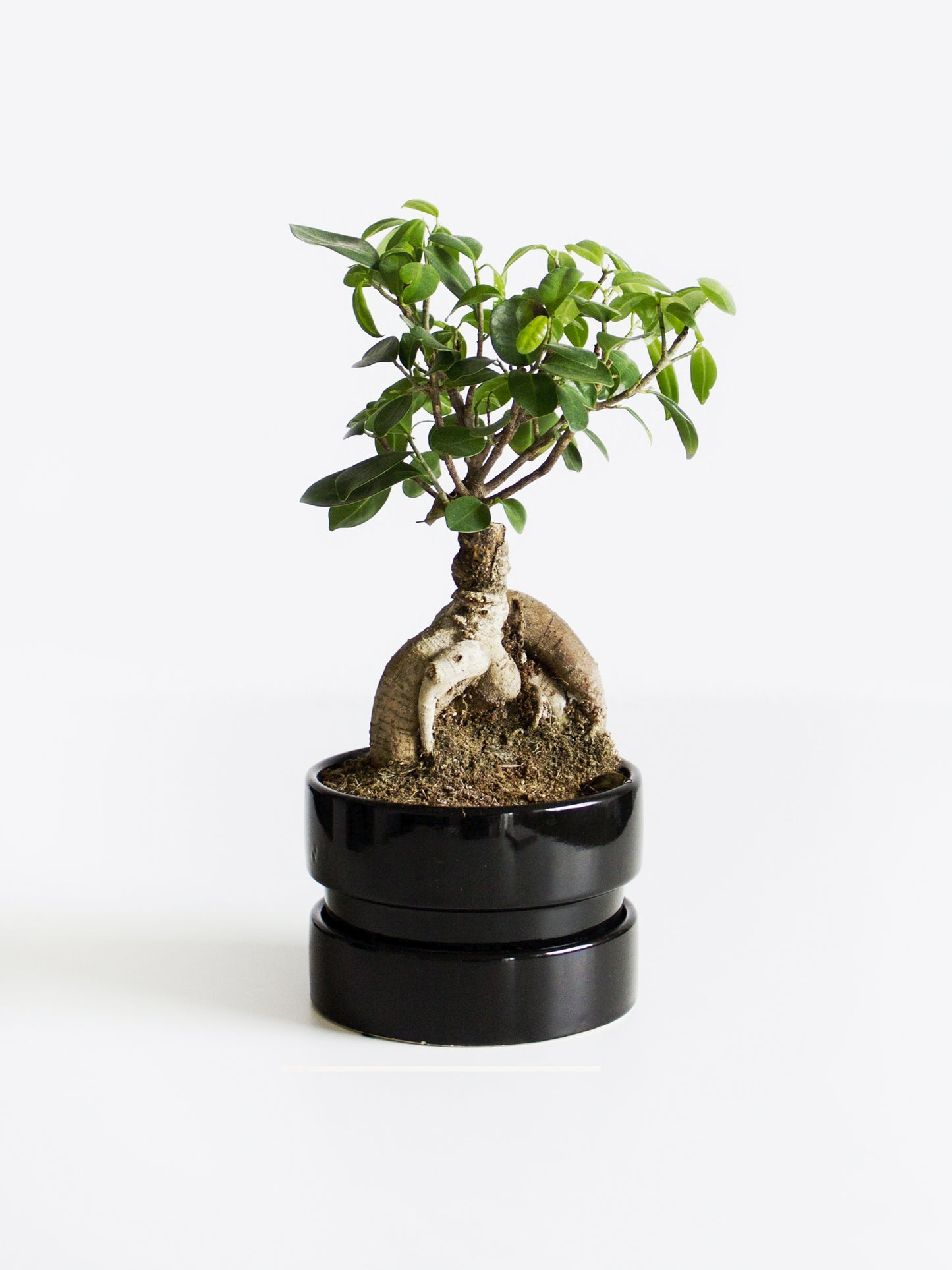 Ficus Ginseng Microcarpa | Altura 35cm - Diámetro 12cm
