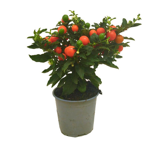 Solanum Pseudocapsicum M12 25cm (cerezo De Jerusalén)_0
