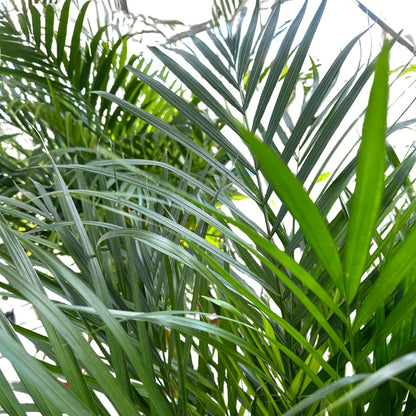 Areca Planta De Aire Limpio (areca Palm, Dypsis Lutescens) M14_1