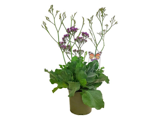 Limonium Sinuatum M18 35cm (statice)_0