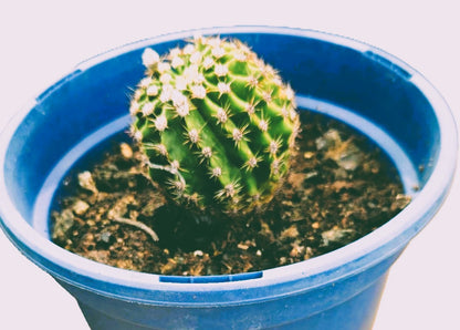 Cactus Echinopsis Oxygena (Cactus Erizo Americano)