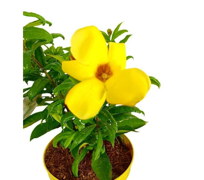 Allamanda Cathartica M22_1