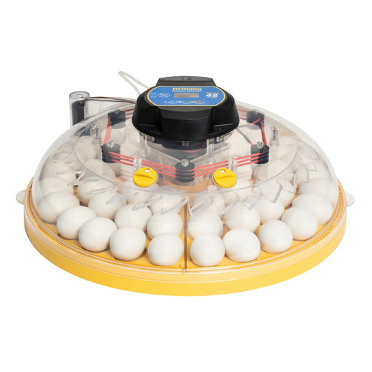 Incubadora Brinsea Maxi 48 Ex - Incubadora Para 48 Huevos De Gallina - Apta Para Diferentes Especies O Tamaños De Huevos_0