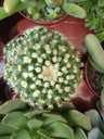 Cactus Grande Ø13 Cms Cactus Planta Suculenta