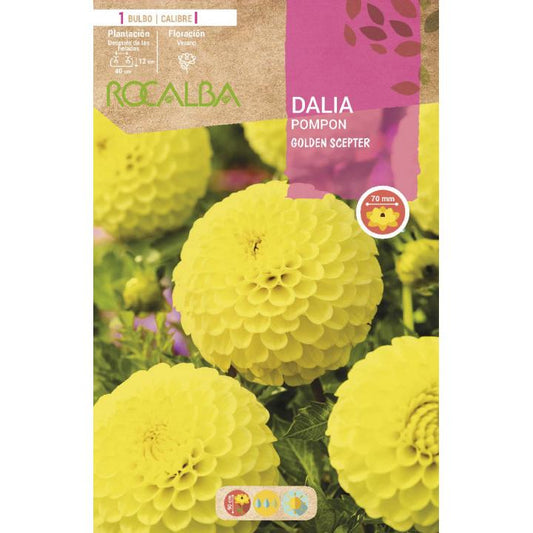 Bulbo Dalia pom pom amarilla 1 unidad Rocalba