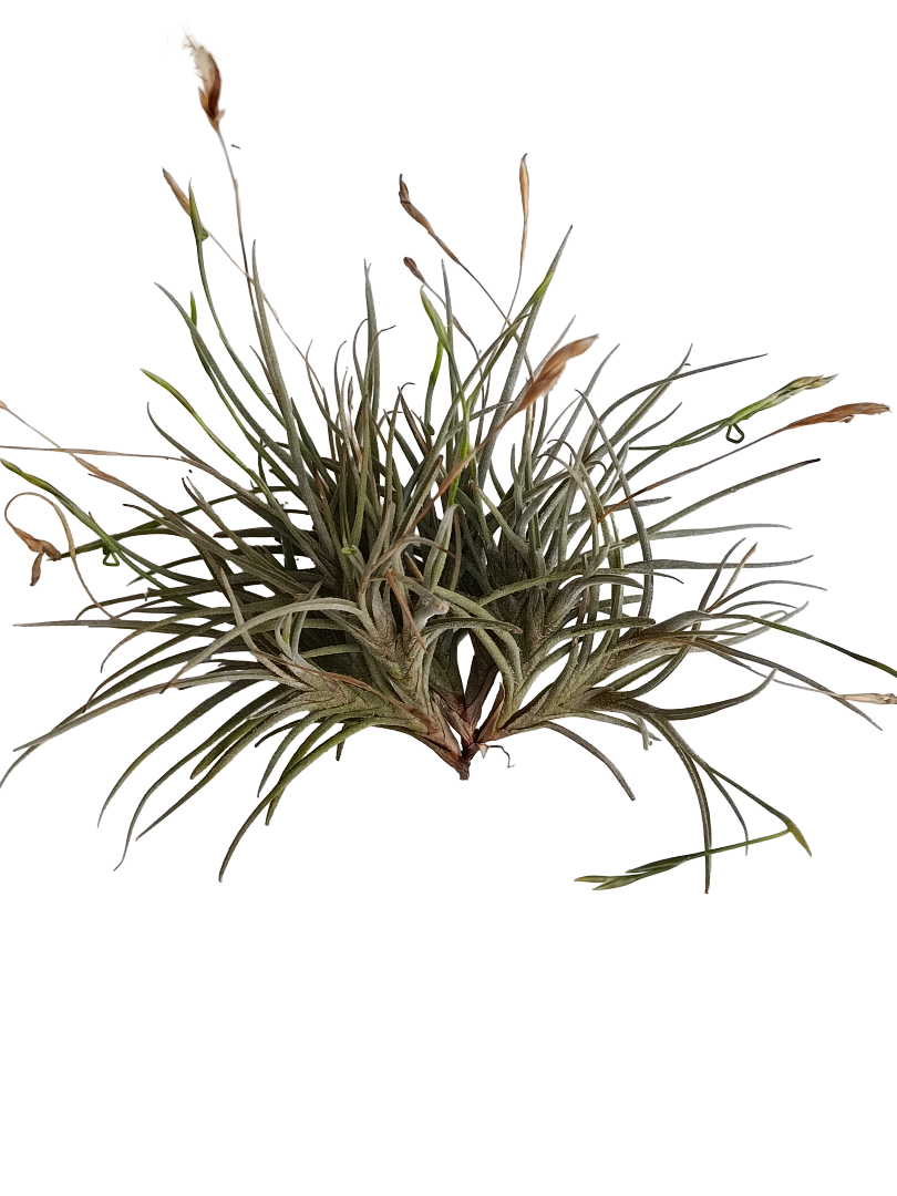 Tillandsia Bandensis Planta Natural Clavel Del Aire 5-7 Cms_0