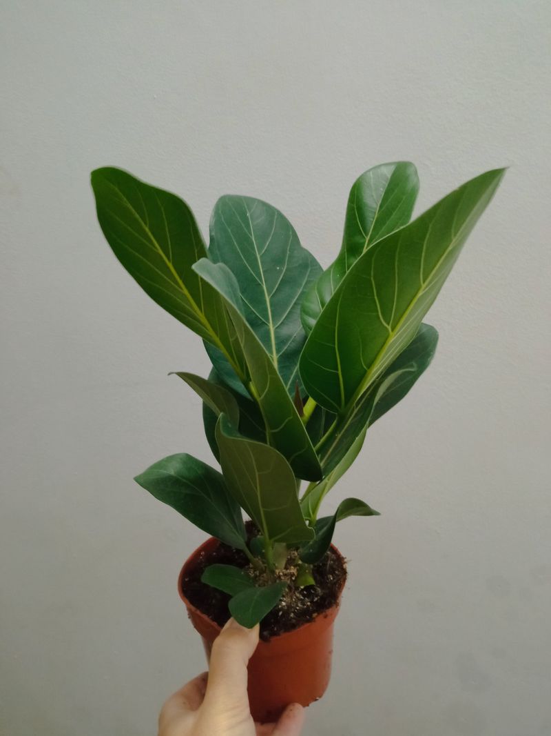 Ficus Benghalensis Audrey Planta Interior M12-30_0