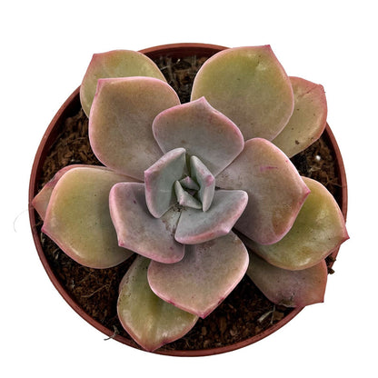 Graptoveria 'Mister Richards' Cactus Y Suculentas M8,5 cm Ø_1