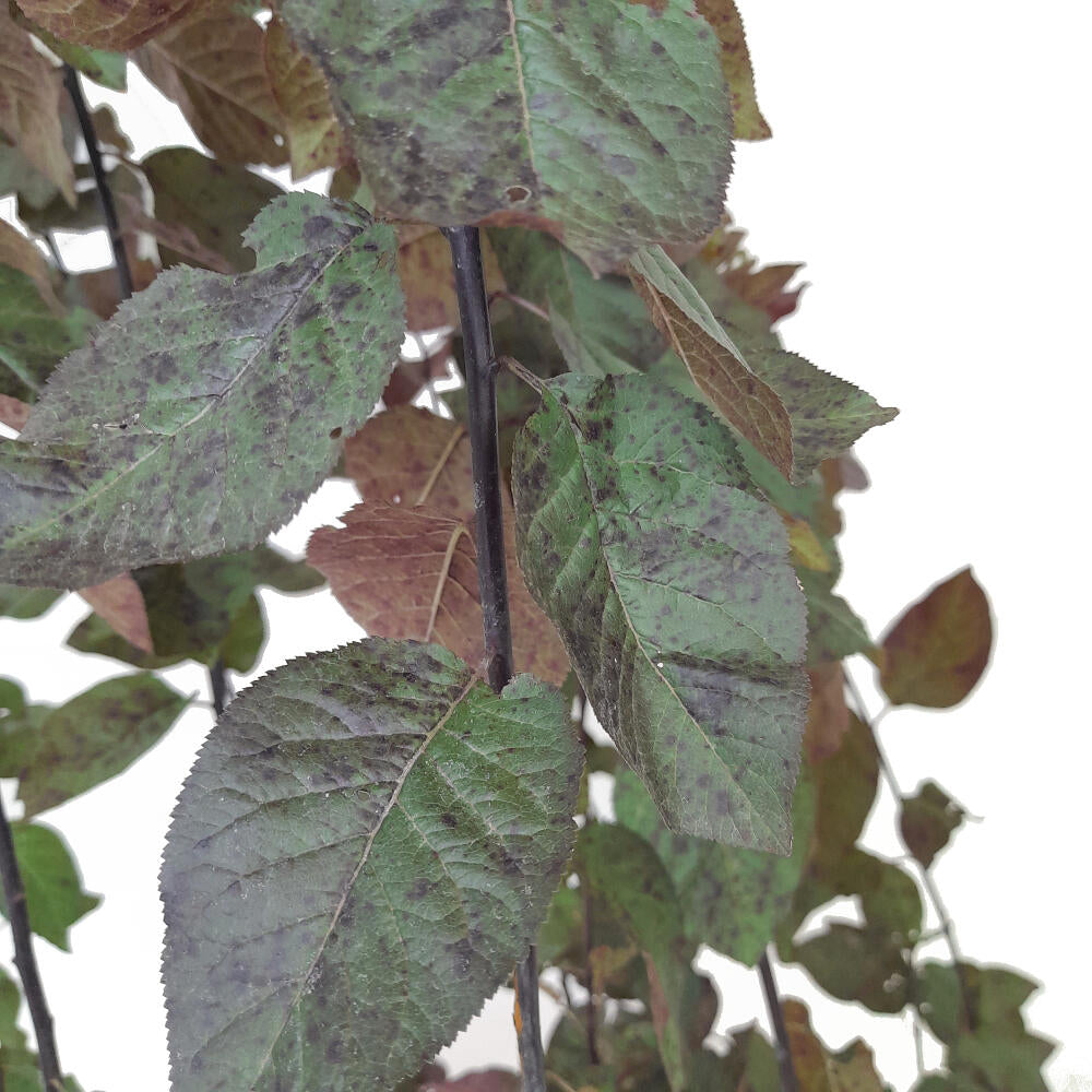 Prunus Cerasifera Nigra M25 170cm_2