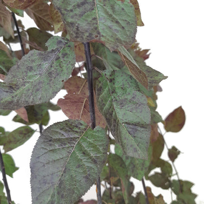 Prunus Cerasifera Nigra M25 170cm_2