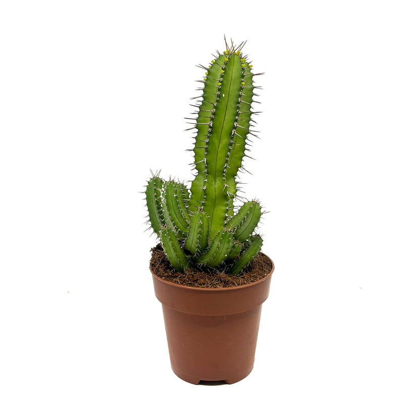 Euphorbia Fruticosa Cactus Y Suculentas