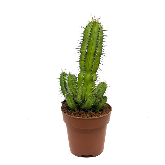 Euphorbia Fruticosa Cactus Y Suculentas M8,5 cm Ø_0