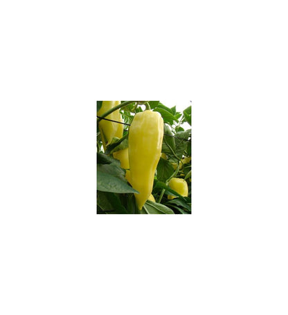 Plantón Pimiento Italiano Amarillo (10 Unidades)_0