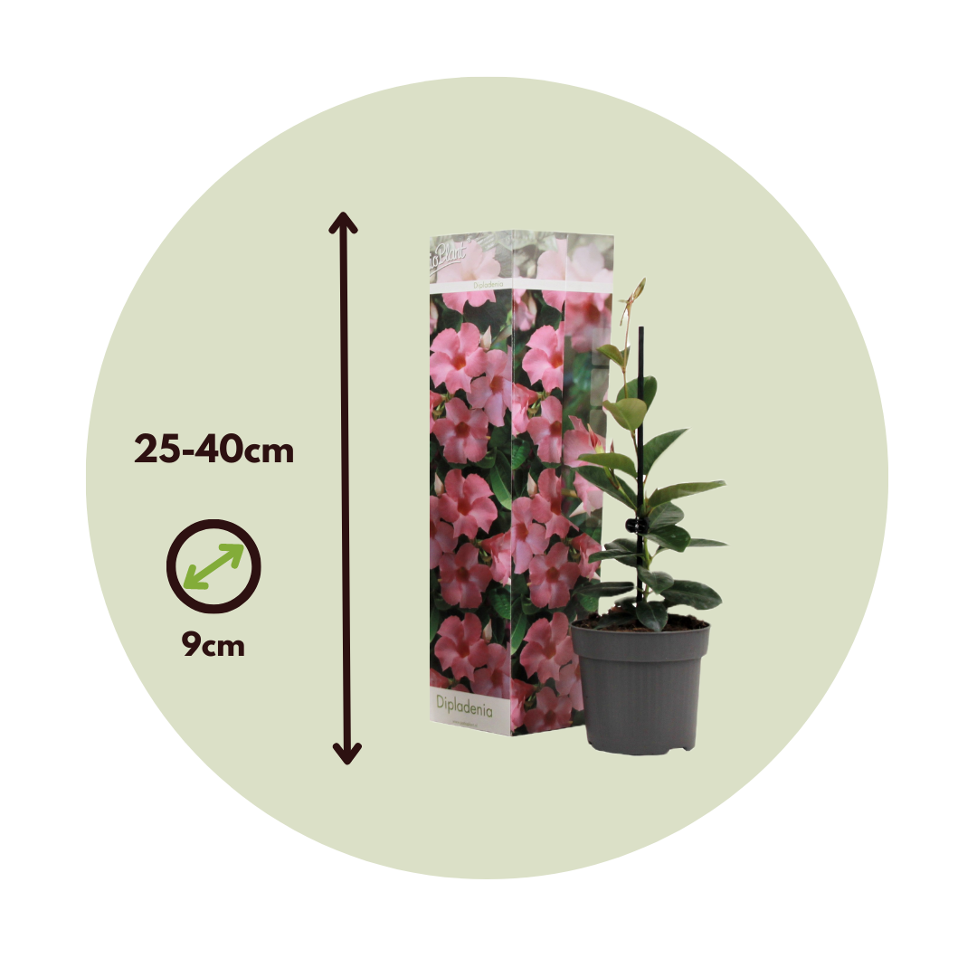Mandevilla - 3 Pzs - Dipladenia Sanderii 'rio Pink' - Altura 25-40cm - ⌀9cm_2