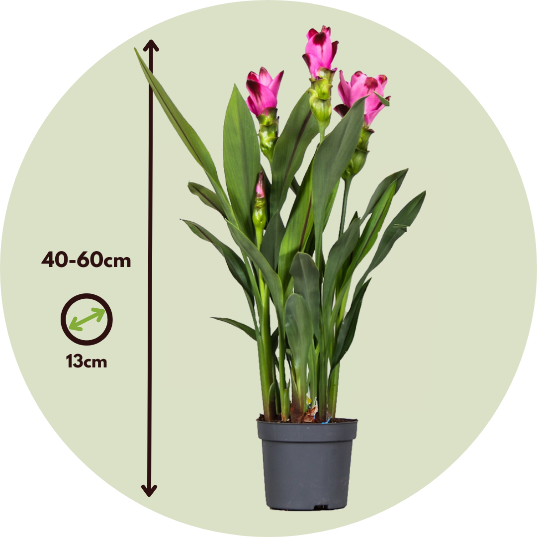 Cúrcuma Tulipán De Siam - Curcuma 'siam Splash' - Rosa - 40-60cm_2