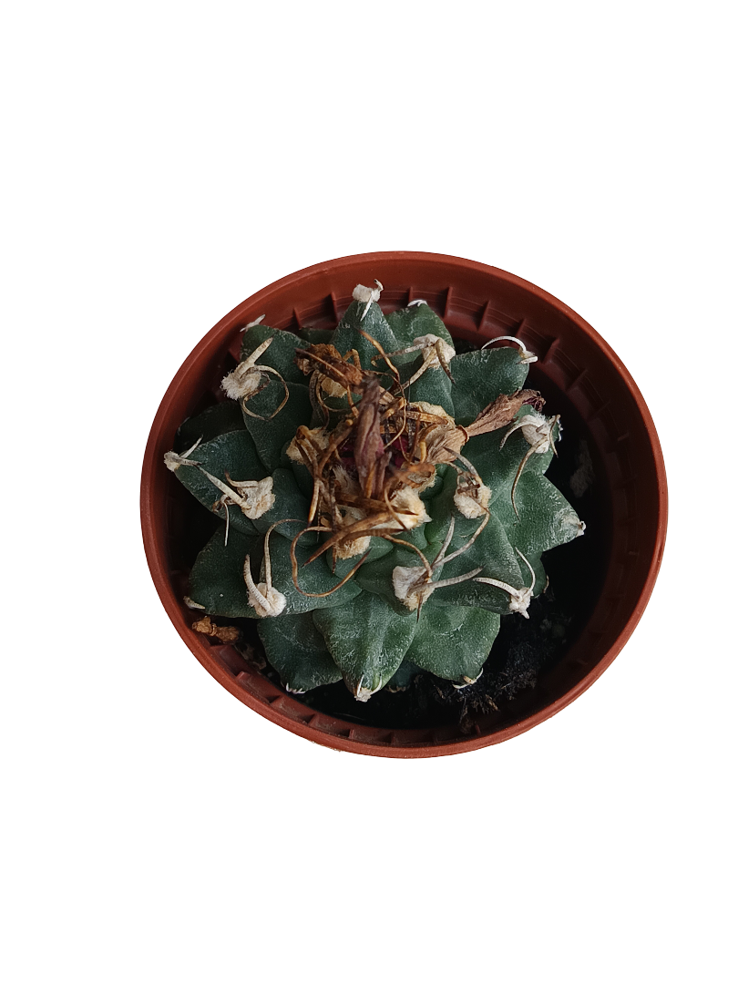 Turbinicarpus Alonsoi Cactus Planta Ø5 Cm