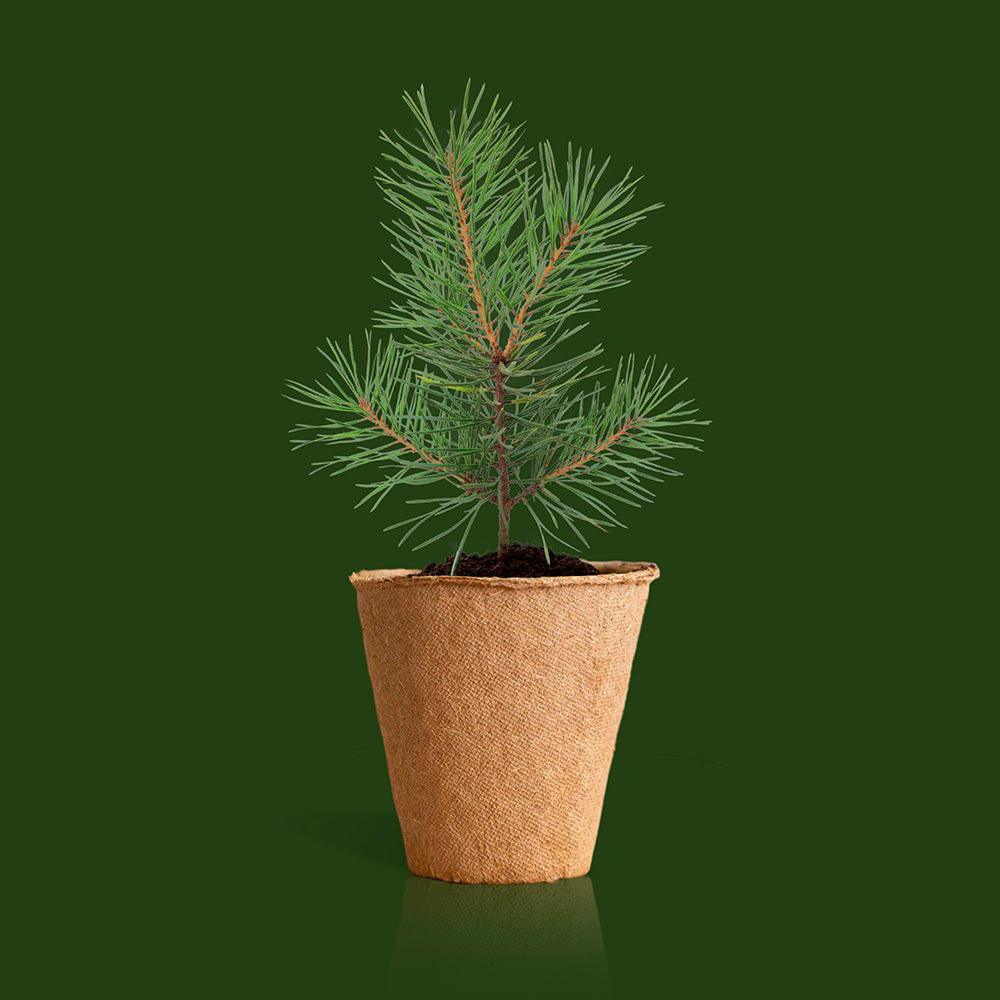Kit Árbol De Navidad – Cultiva Tu Propio Pino De Navidad En Casa, Regalo Original - Resetea_2