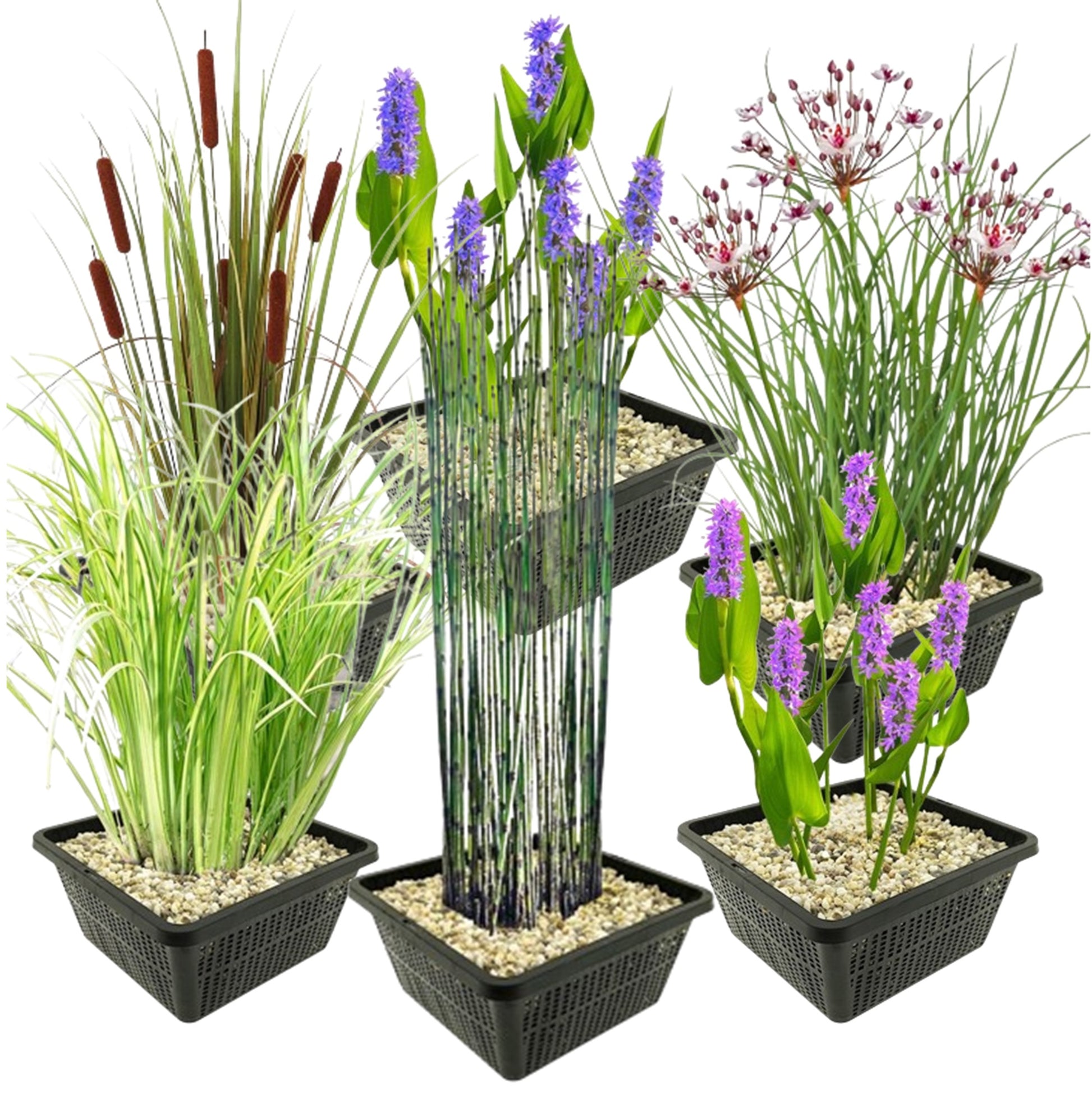 Set Plantas Acuáticas - 24 Plantas (6 Variedades) Cesta Sustrato Abono_0
