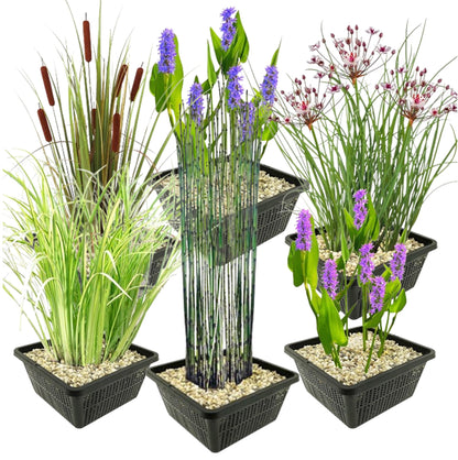 Set Plantas Acuáticas - 24 Plantas (6 Variedades) Cesta Sustrato Abono_0