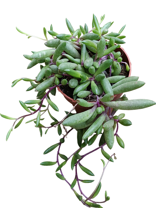 Ottona capensis Ruby Necklace planta suculenta colgante Ø8