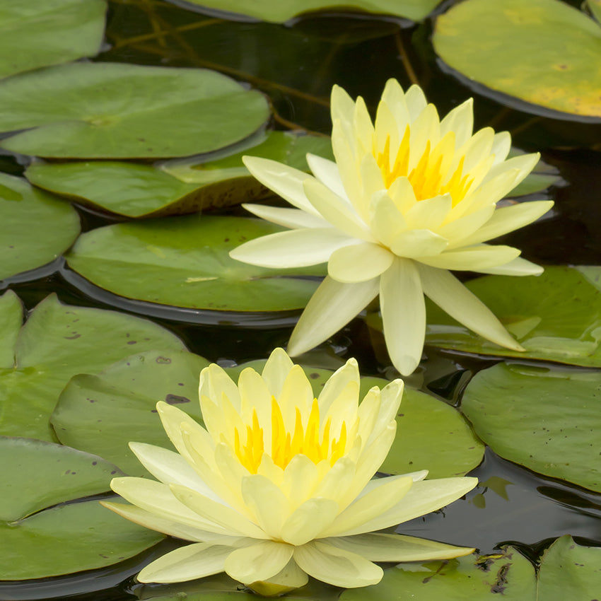 Nenúfar Amarillo - Nymphaea Marliacea - 1x Nenúfar Multiflor Con Cesta_2