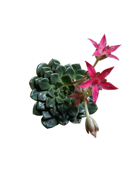 Graptopetalum Bellum Planta Suculenta Ø6 Cm_0