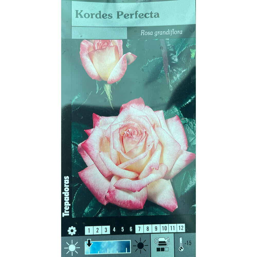 Rosal Trepadora Kordes Perfecta M20 180cm (bicolor)_0