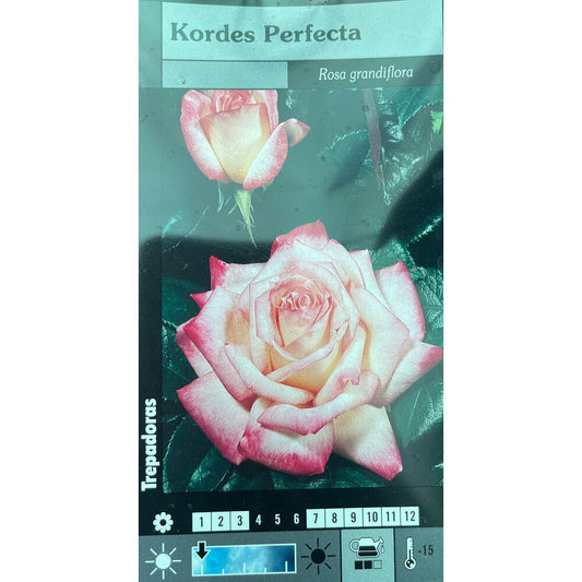 Rosal Trepadora Kordes Perfecta M20 180cm (bicolor)_0