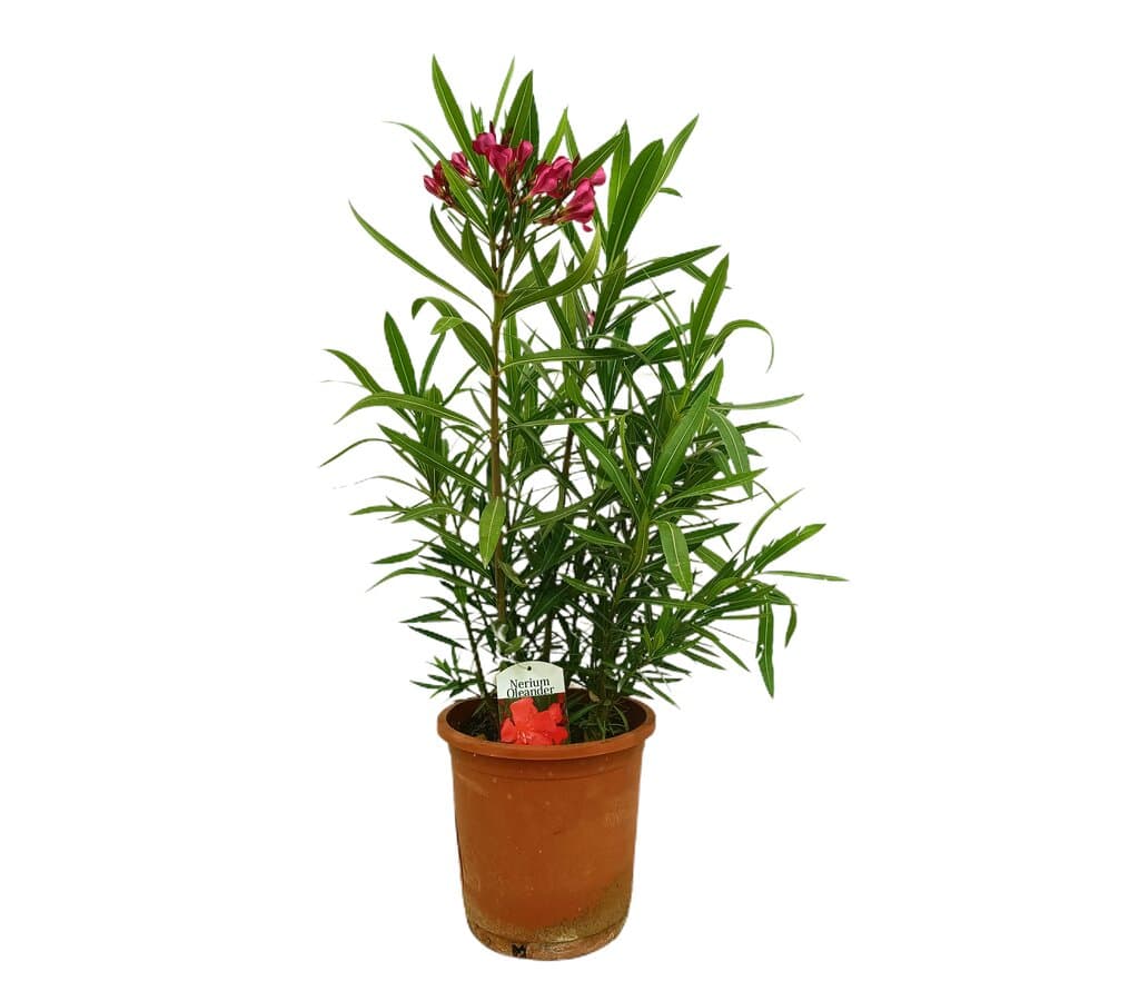 Adelfa Roja M25 60-80cm (valadre O Nerium Oleander)_0