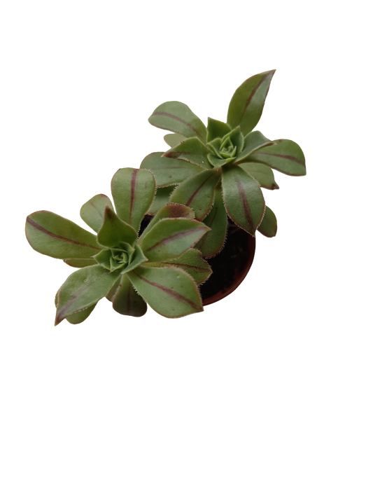 Aeonium Castello Planta Suculenta Ø5_0