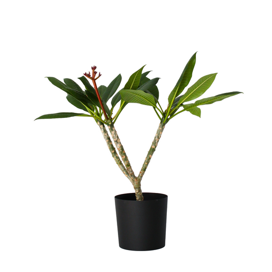 Frangipani - Plumeria Rubra 'blanco' - Altura 55-70cm - ⌀17cm_0