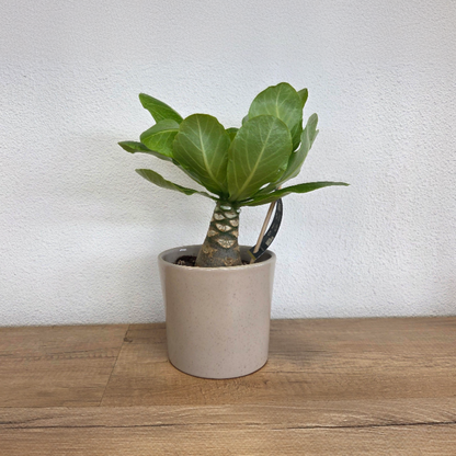 Palmera Hawaiana - Brighamia Insignis - Altura 25-35cm - ⌀12cm_4