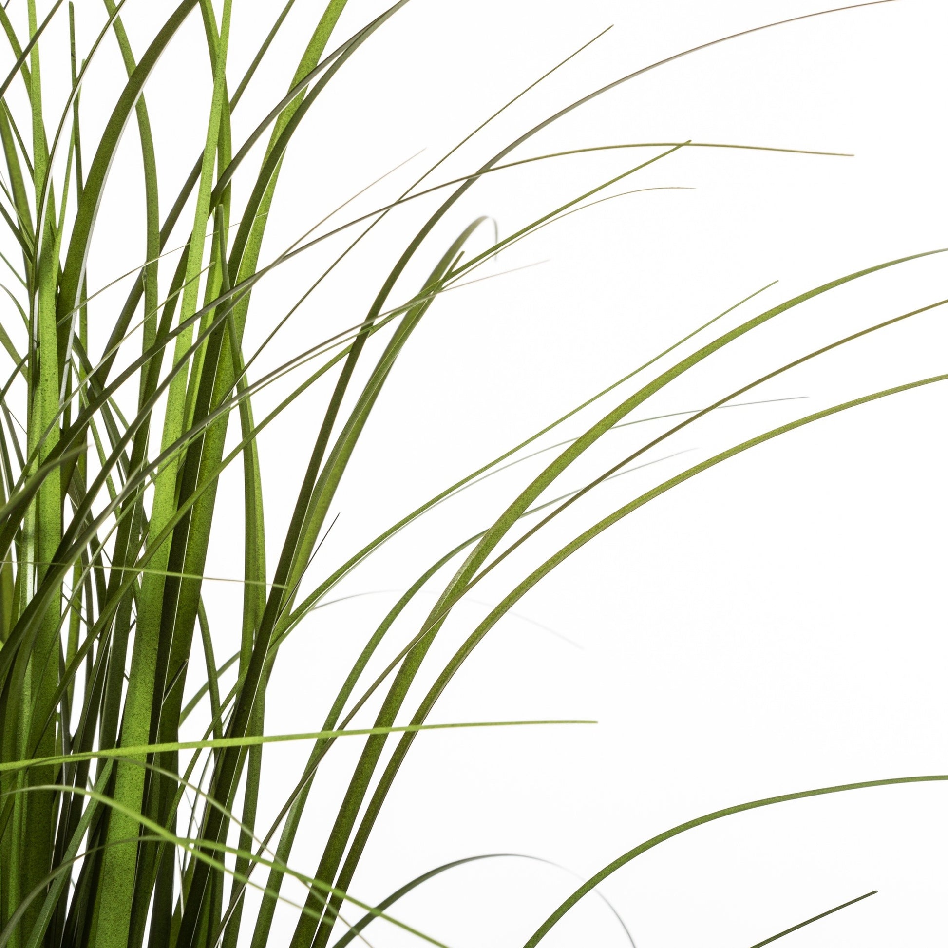 Manojo De Hierba En Maceta De Plástico H50