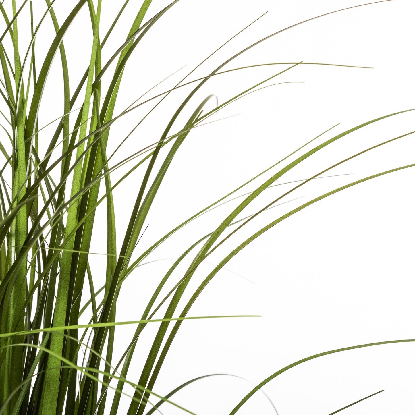 Manojo De Hierba En Maceta De Plástico H50_1