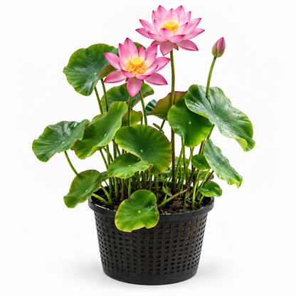Loto Rosa - Nelumbo Nucifera - Set De 2 Con Cesta_0