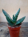 Aloe Sp No Id  Planta Suculenta 3-5 Cms