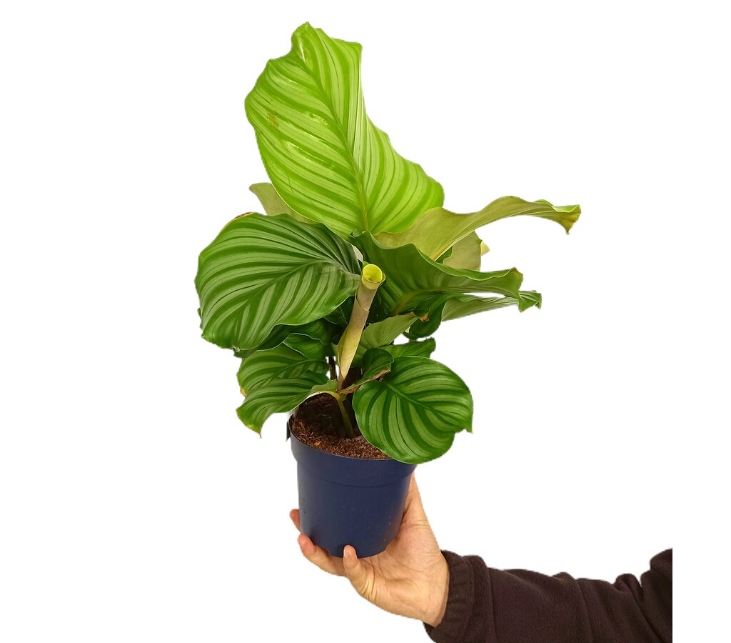 Calathea Orbifolia M14 45cm