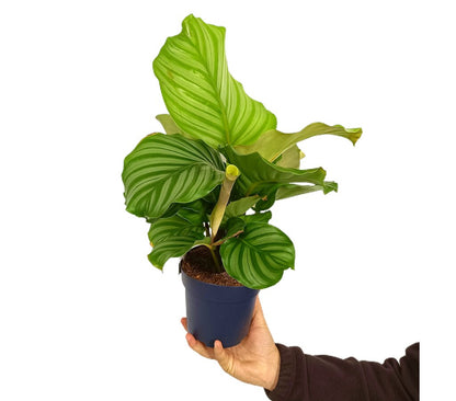 Calathea Orbifolia M14 45cm_0