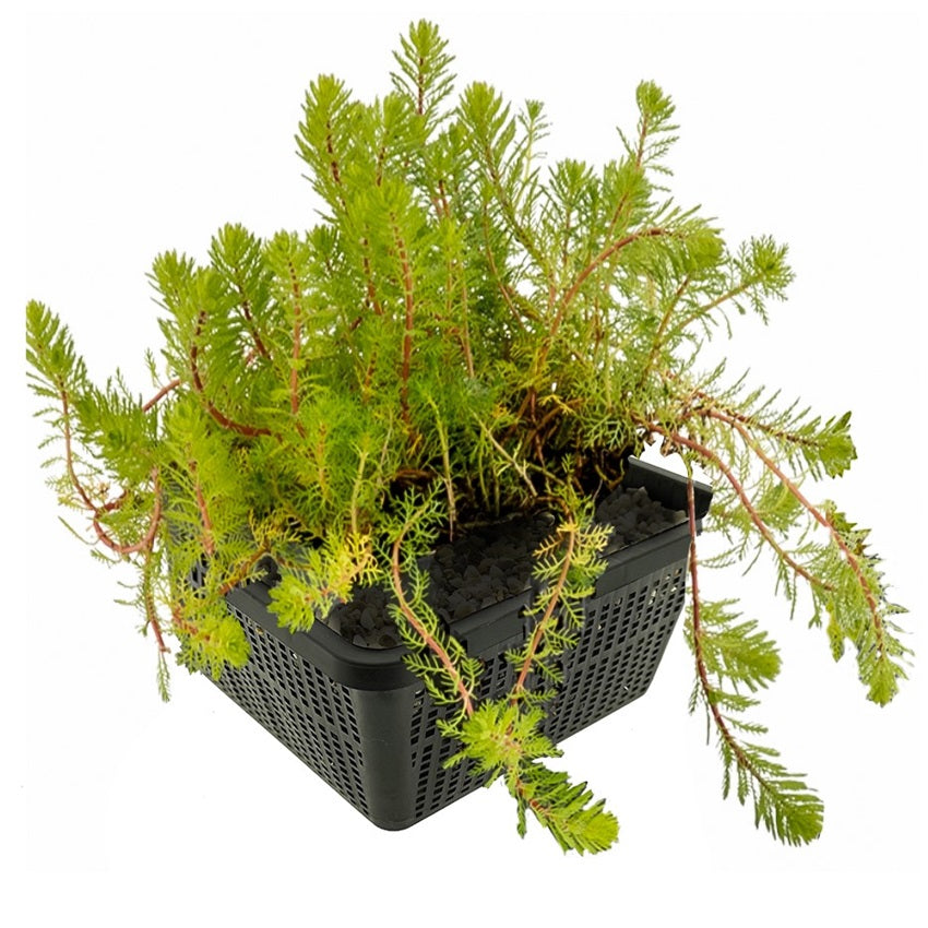 Milhojas Myriophyllum Brasiliensis Estanque - Set 4 Plantas Con Cesta Y Sustrato_0