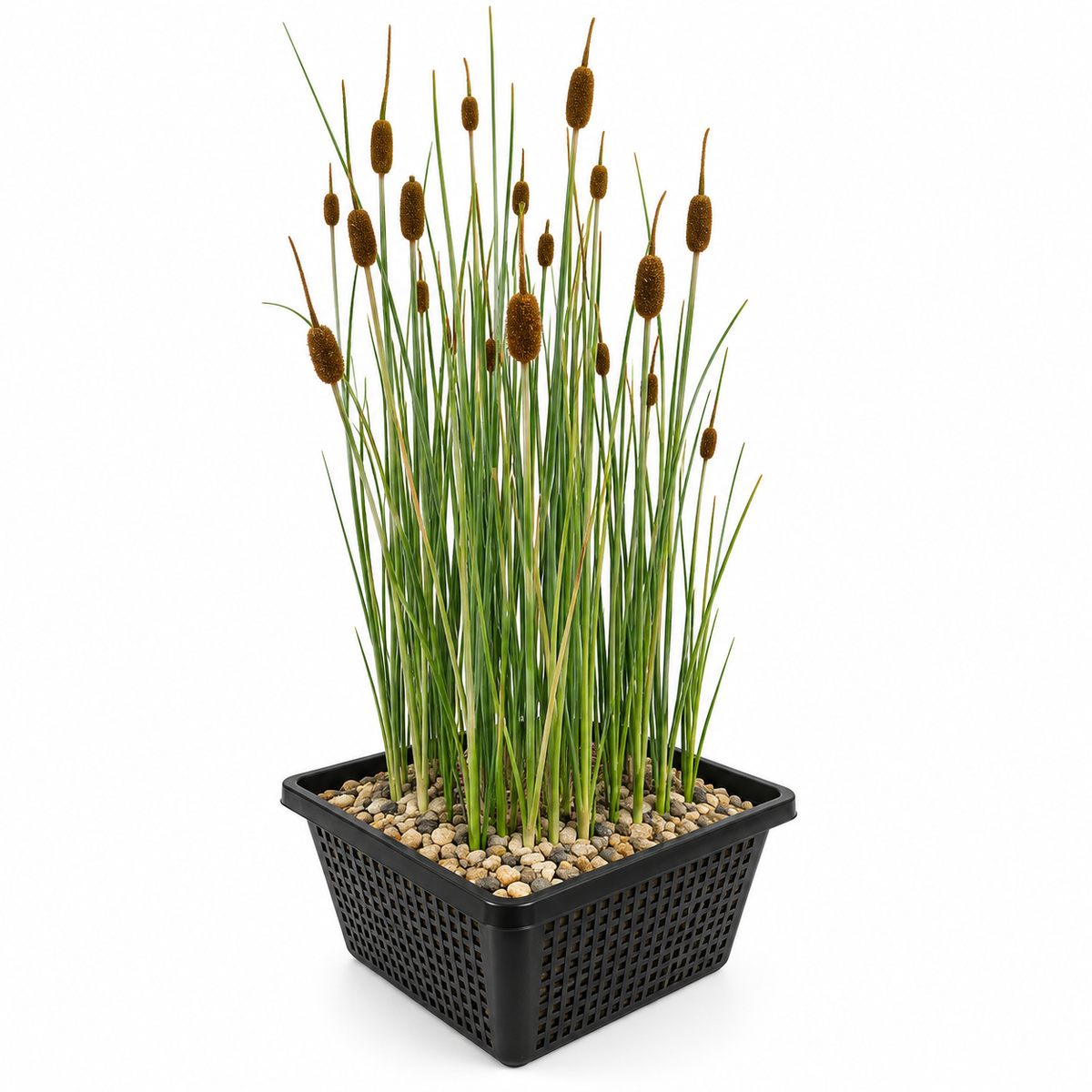 Espadaña Enana Typha Minima Planta Estanque - Set 4 Plantas Con Cesta Sustrato_0
