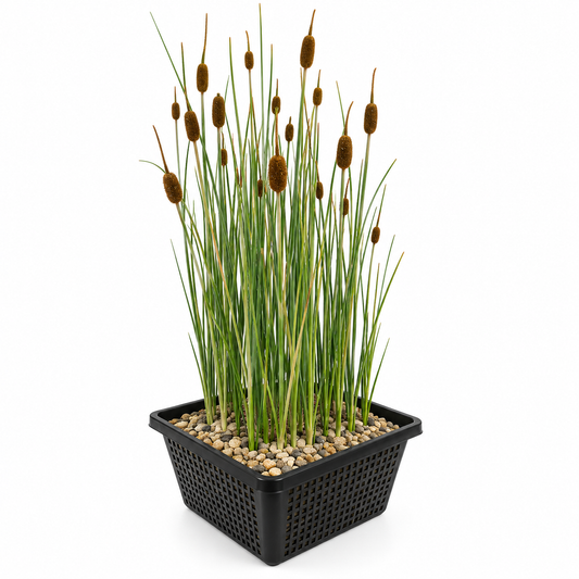 Espadaña Enana Typha Minima Planta Estanque - Set 4 Plantas Con Cesta Sustrato_0