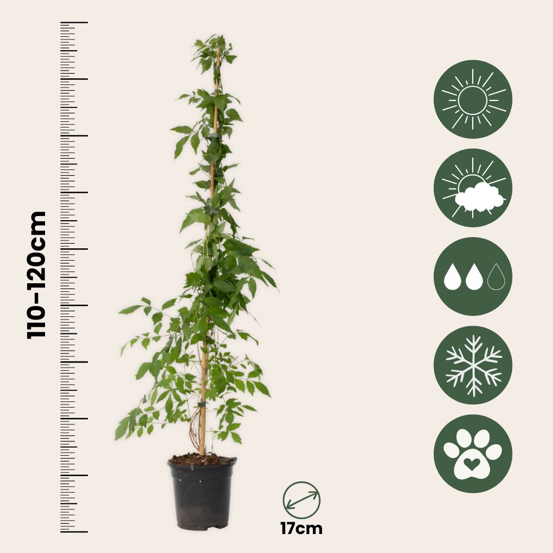 Trompeta Dorada - 2 Pzs - Campis Radicans 'flava' - Altura 110-120cm - ⌀17cm_2