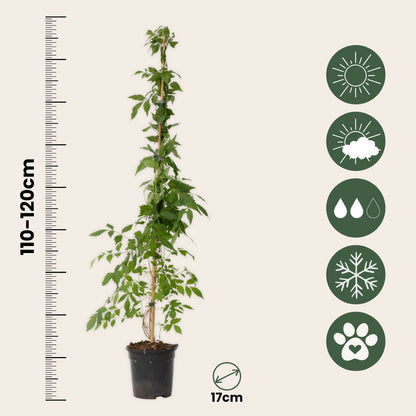 Trompeta Dorada - 2 Pzs - Campis Radicans 'flava' - Altura 110-120cm - ⌀17cm_2