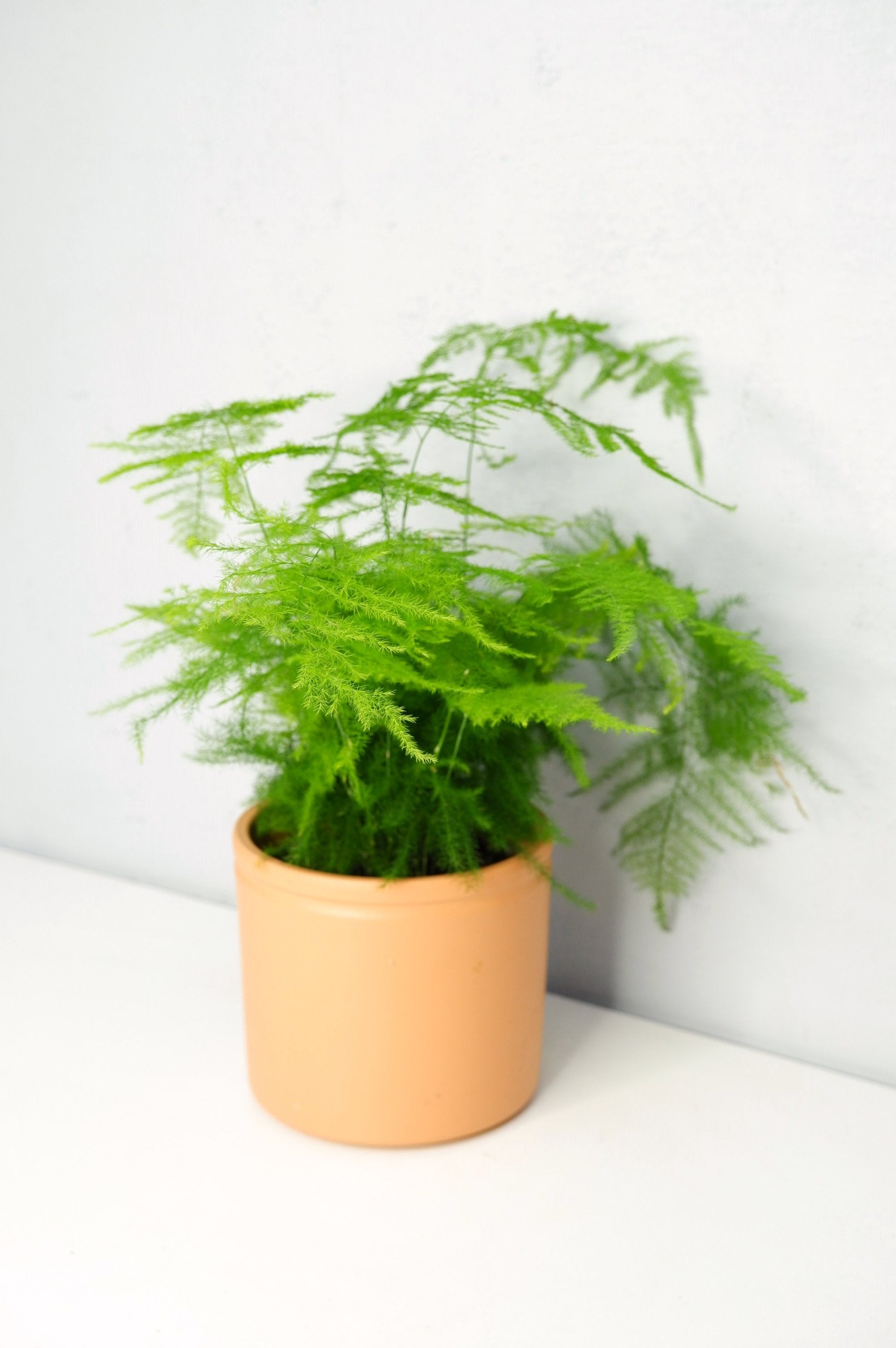 Asparagus Setaceus_1