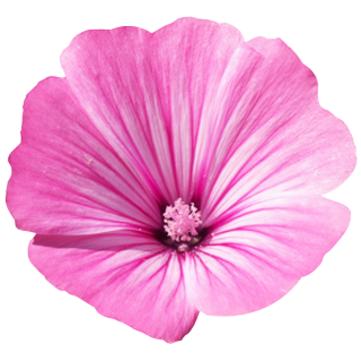 Gel limpiador Basis Sensitive Lavera 125 ml