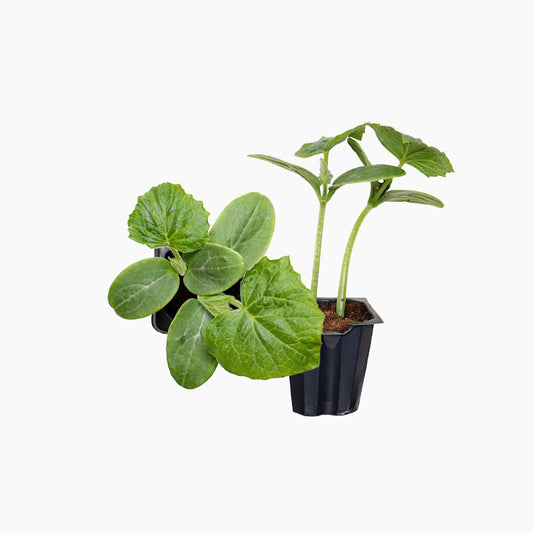 Plantón Pepino Tipo Francés 2 Unidades - Plantabo_0